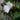 Thunbergia Fragrans Plant With Pot