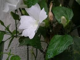 Thunbergia Fragrans Plant With Pot