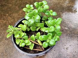 Stictocardia Tiliifolia Plant With Pot