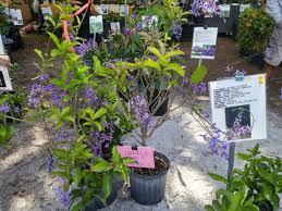 Petrea Volubilis Plant With Pot