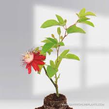 Passion Flower Plant With Pot