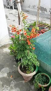 Campsis Radicans Plant With Pot