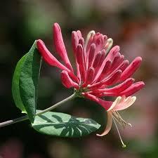 Lonicera Japonica Plant With Pot