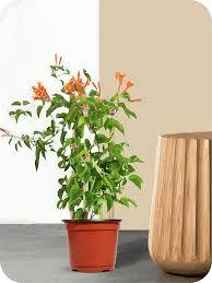 Pyrostegia Venusta Winter Plant With Pot